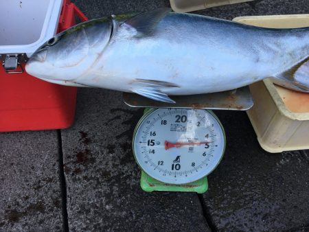 伊豆下田フィッシング 釣果