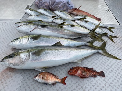 ミタチ丸 釣果