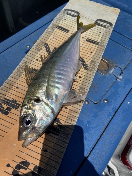 夢丸 釣果