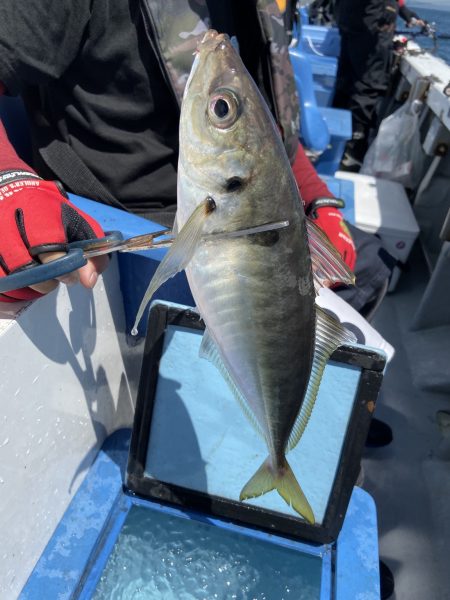 夢丸 釣果