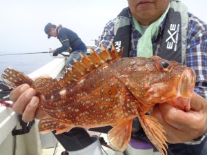 兼六丸 釣果