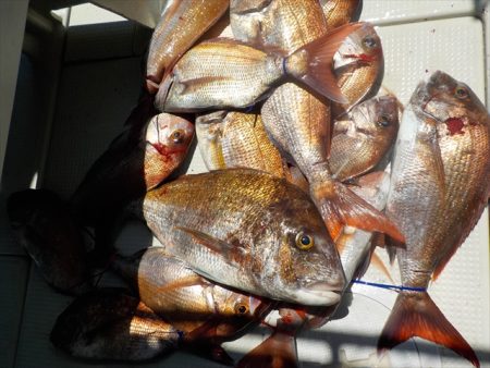 ＨＡＲＵＫＡ丸　はるかまる 釣果