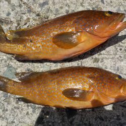 千鳥丸 釣果