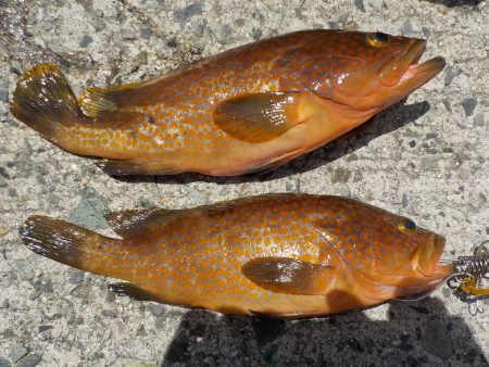 千鳥丸 釣果