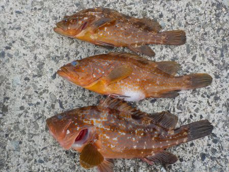 千鳥丸 釣果