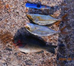 鹿島港魚釣園 釣果