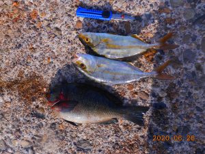 鹿島港魚釣園 釣果