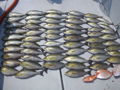 磯部釣船 直栄丸 釣果