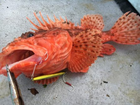 昭和丸 釣果