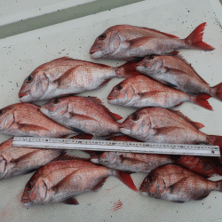 はらまる 釣果