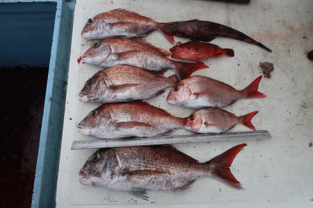 はらまる 釣果