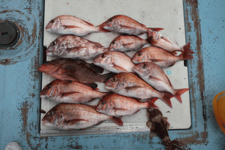 はらまる 釣果