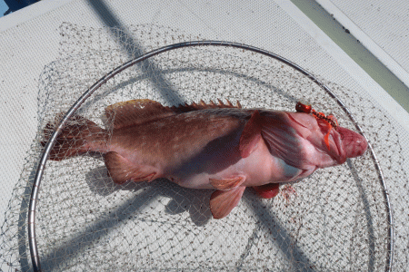 はらまる 釣果