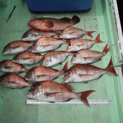 はらまる 釣果