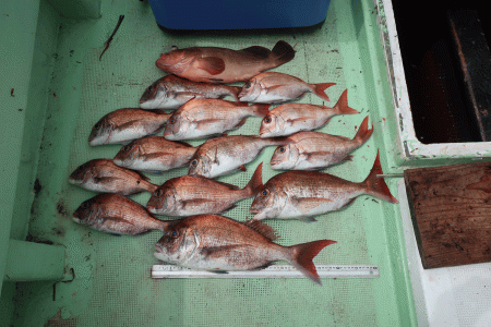 はらまる 釣果