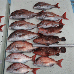 はらまる 釣果