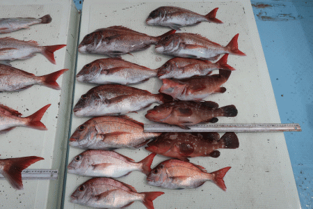 はらまる 釣果