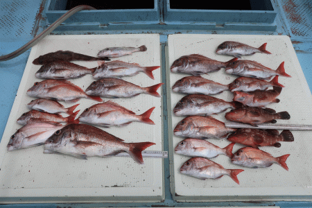 はらまる 釣果