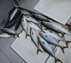 えすぽあ 釣果