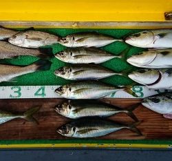 火遠理丸（ほおりまる） 釣果