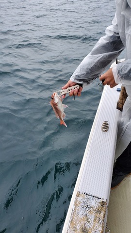 遊漁船　ニライカナイ 釣果