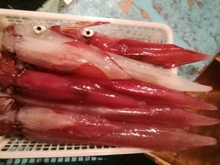 松福丸 釣果