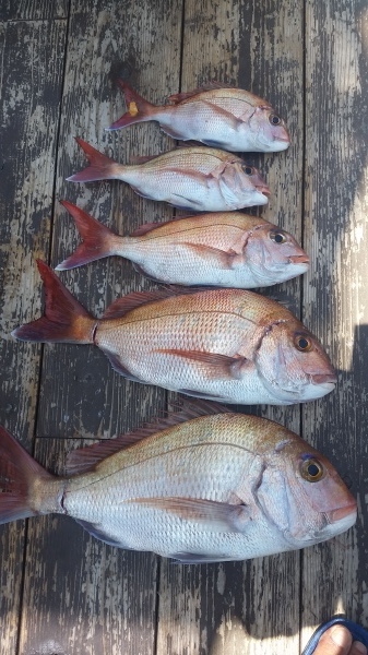 小海途 釣果