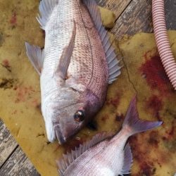 小海途 釣果