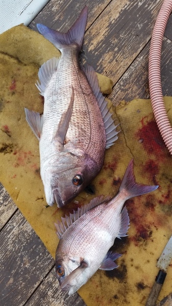 小海途 釣果