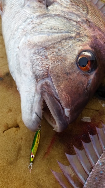 小海途 釣果