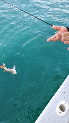 遊漁船　ニライカナイ 釣果