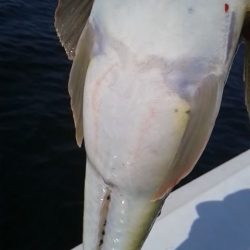 さわ浦丸 釣果