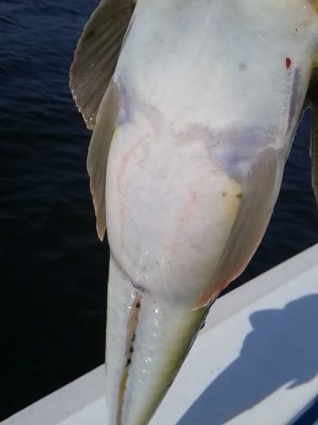 さわ浦丸 釣果