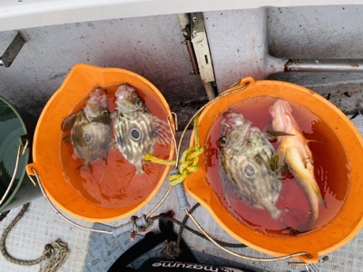 シーモンキー 釣果