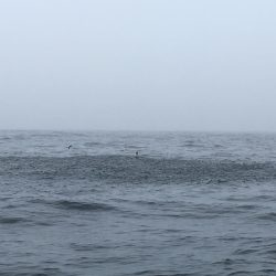 松鶴丸 釣果