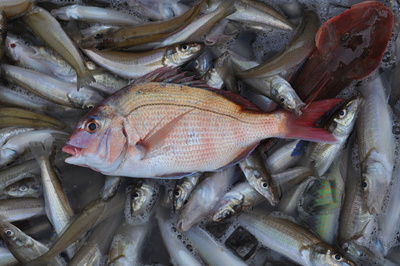 根岸丸 釣果