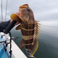 海晴丸 釣果