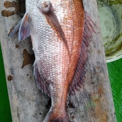 小島丸 釣果