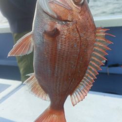 新幸丸 釣果