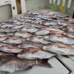 KIM Fishing Guide Service 釣果