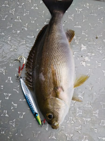 光生丸 釣果