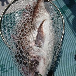 鷹王丸 釣果