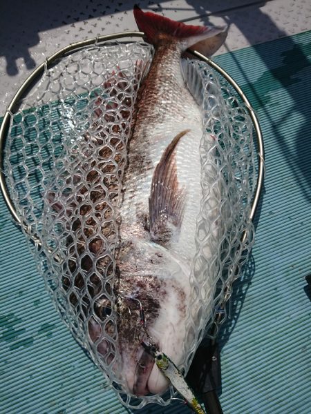 鷹王丸 釣果