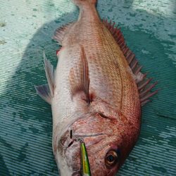 鷹王丸 釣果