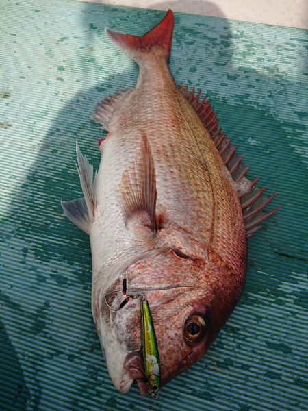 鷹王丸 釣果