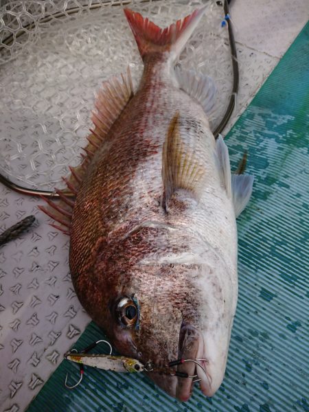 鷹王丸 釣果