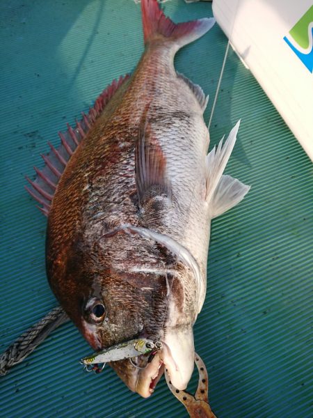 鷹王丸 釣果