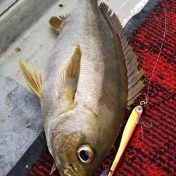 光生丸 釣果