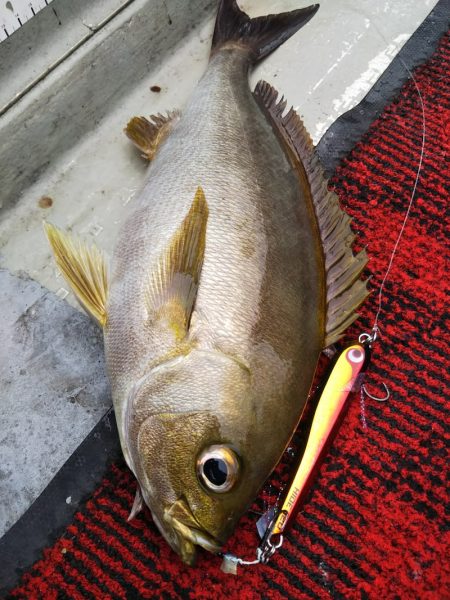 光生丸 釣果