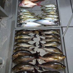 エンペラー 釣果